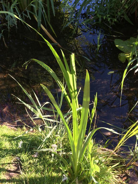 Studio Lakeside Spiegelplas Nederhorst den Berg Eksteriør billede